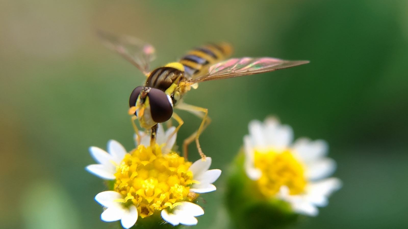 Tổng-hợp-hình-ảnh-về-các-loài-ong-đẹp-53.jpeg